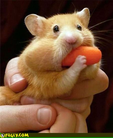 hamster